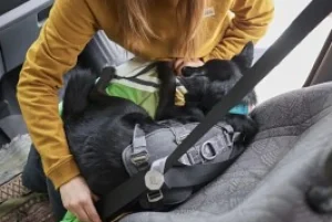 Hurtta Travel Harness Eco Blackberry 10-20kg